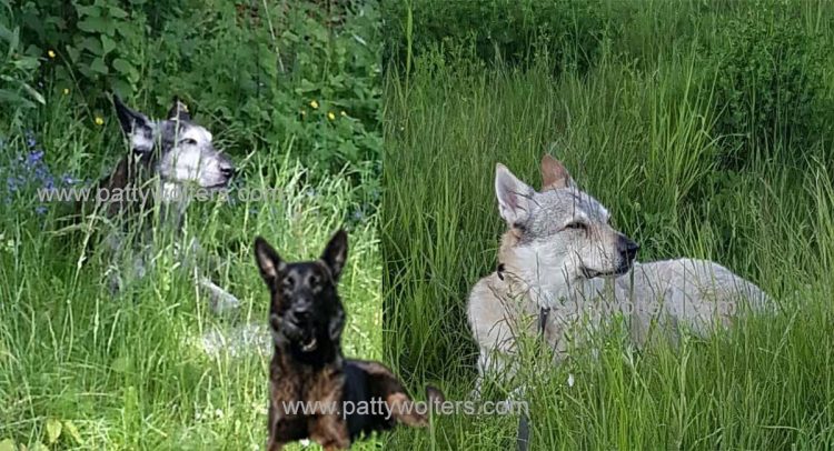 Three furry friends