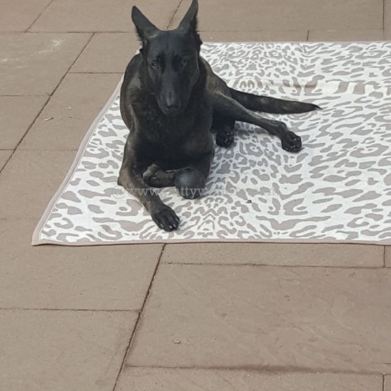 Danja one of our dogs