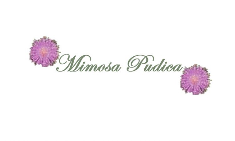 MimosaPudicaPagePost