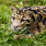 magarisa's avatar